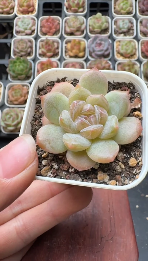 150S带盆土发 当场拍3颗以上包柚 多肉植物 一物一拍