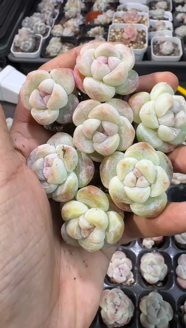 【闪购商品】27号到手7棵--江北一物一拍