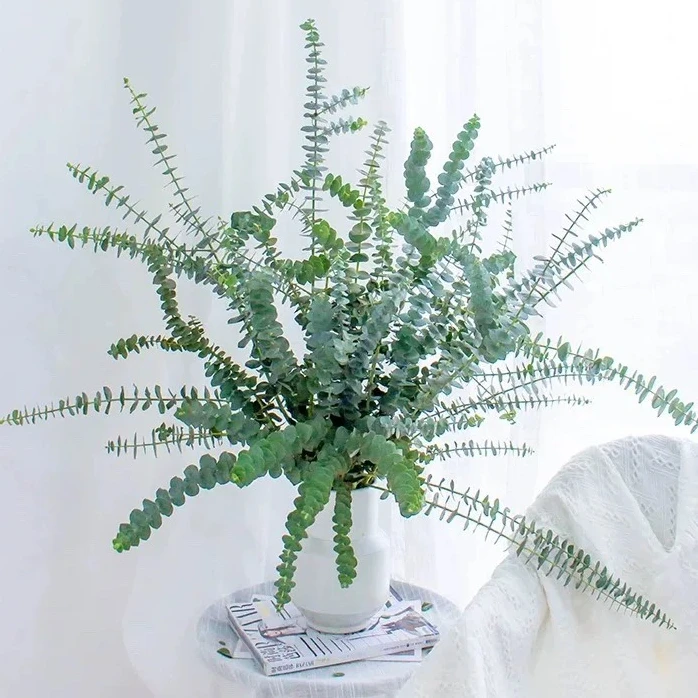 尤加利叶 三单京东 鲜花需要醒花摘叶 揽收无法退款