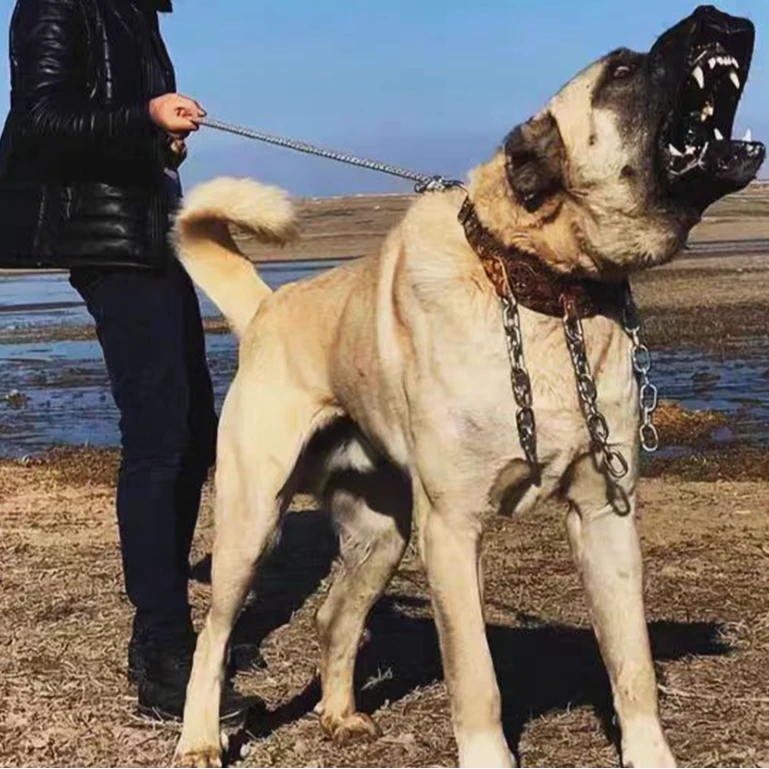 【猛犬发烧友】高端坎高大型活体狗狗坎高犬宠物活体