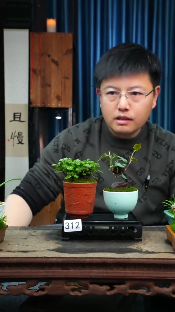 【闪购商品】苔藓微景观312号