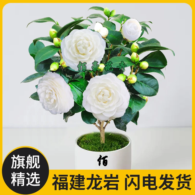 佰豪东方亮正宗山茶花水晶白茶花室内白山茶花盆栽白色盆栽山茶花
