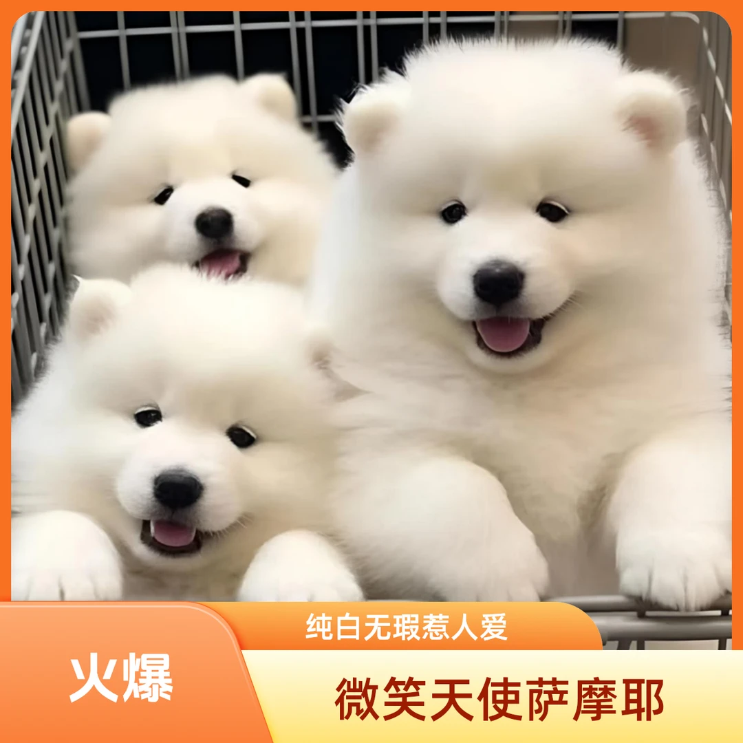 【麦兜宠物】宠物小狗边牧萨摩金毛拉多柯基比熊博美小狗