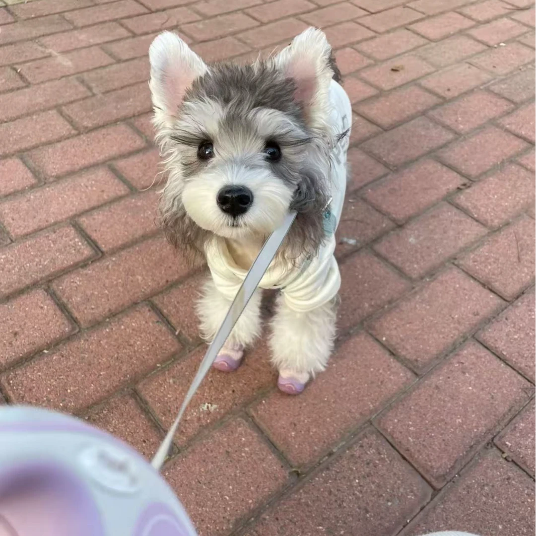 黑银色浅椒盐狗狗