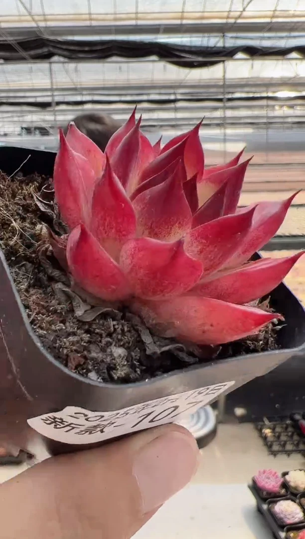 【闪购商品】新款多肉-107