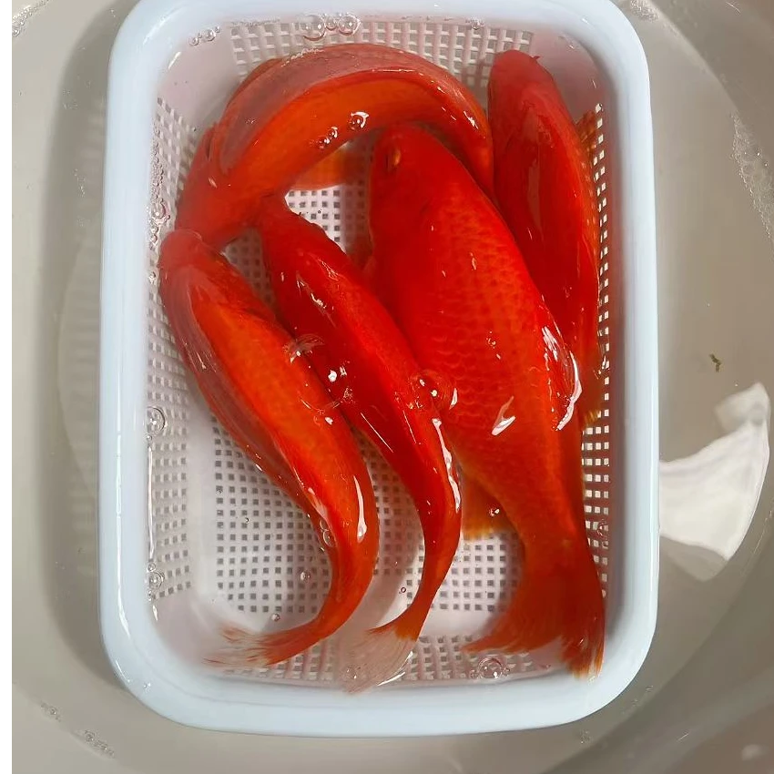 【精品红草金】12-14公分冷水观赏鱼好养耐活