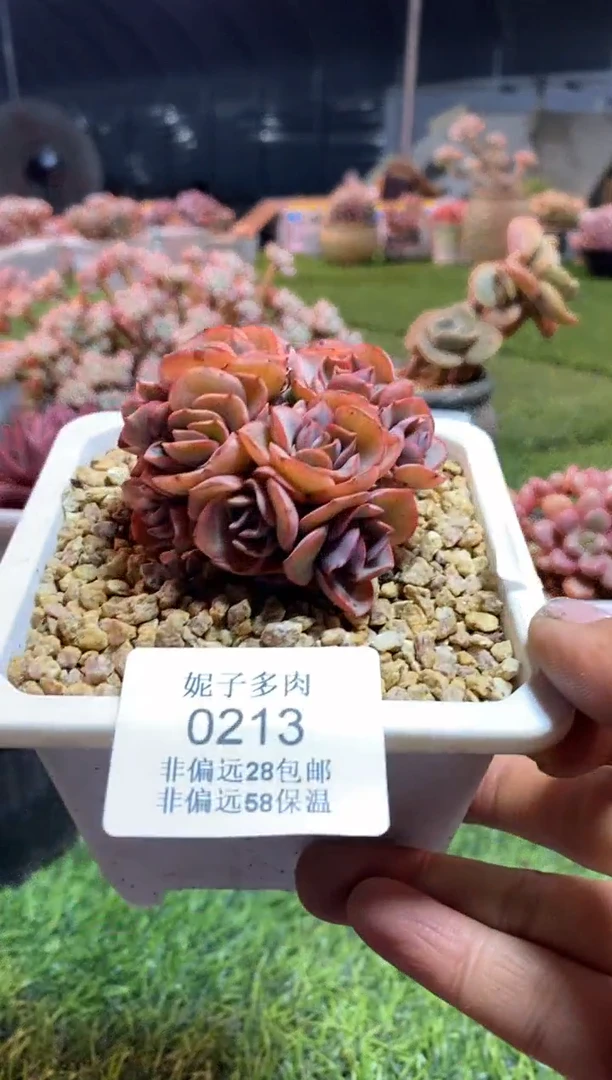 【闪购商品】0213a