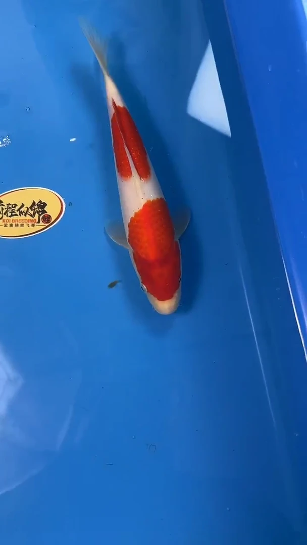 锦鲤     大日两段红白