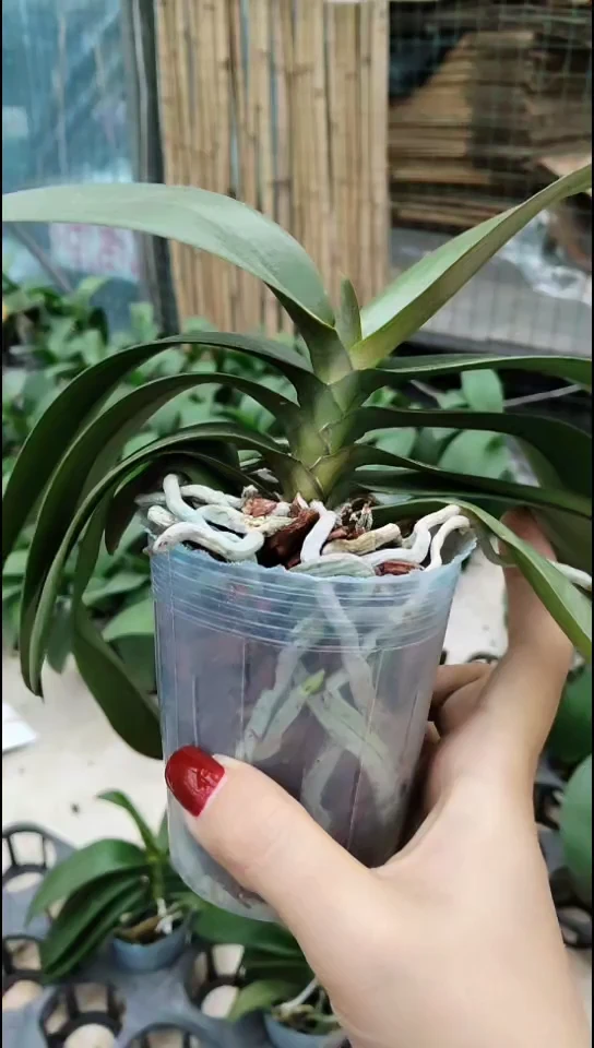 当前无花朵，栽培后可花朵罗马情人 双节福利