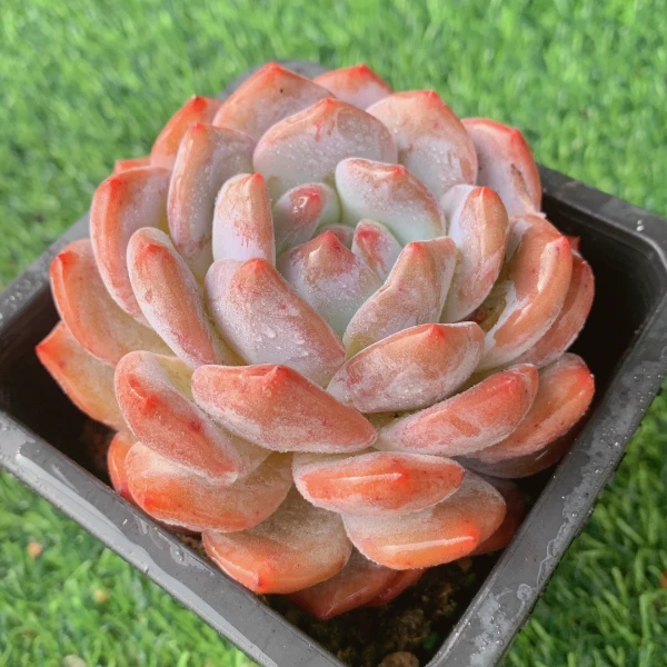 方杯梦露单头 精品多肉 阳台盆栽 一单包邮