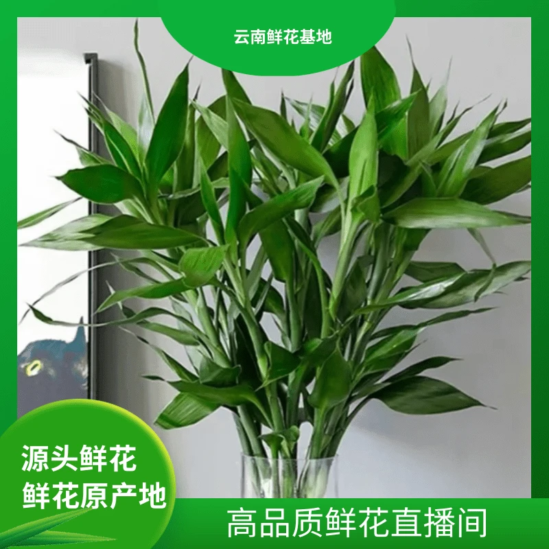 颜花【富贵竹】 云南鲜花基地直发