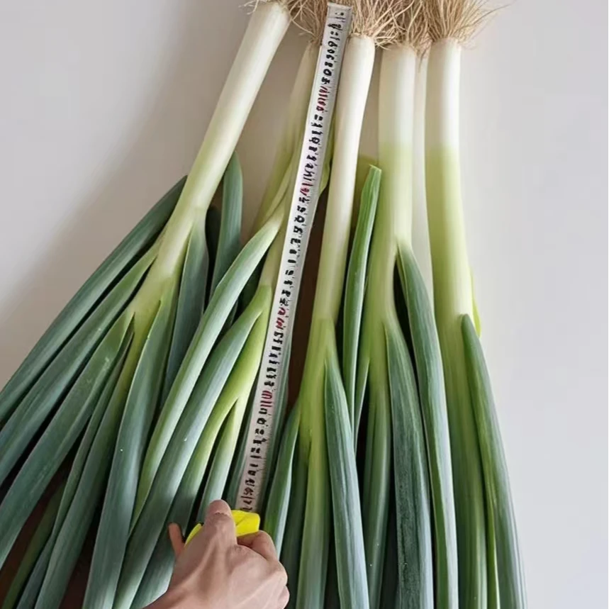 2025年新鲜大葱微辣微甜徐州丰县沙土地种植脆嫩爽口葱香浓郁美味