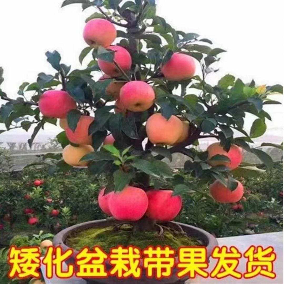 冰糖心红富士石榴元帅六代大红荣盆景老桩（一物一拍）