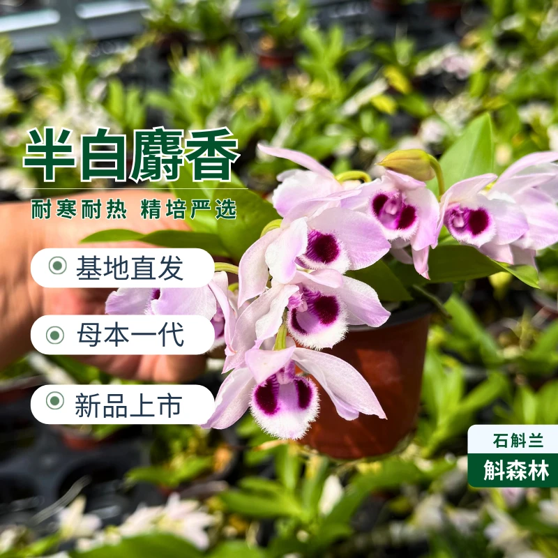 【精品苗】半白麝香石斛兰 浓香掌上珍兰 盆栽绿植