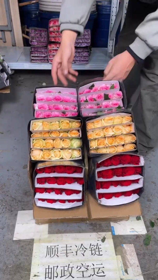 珍爱20枝+香槟20枝+洛神20枝