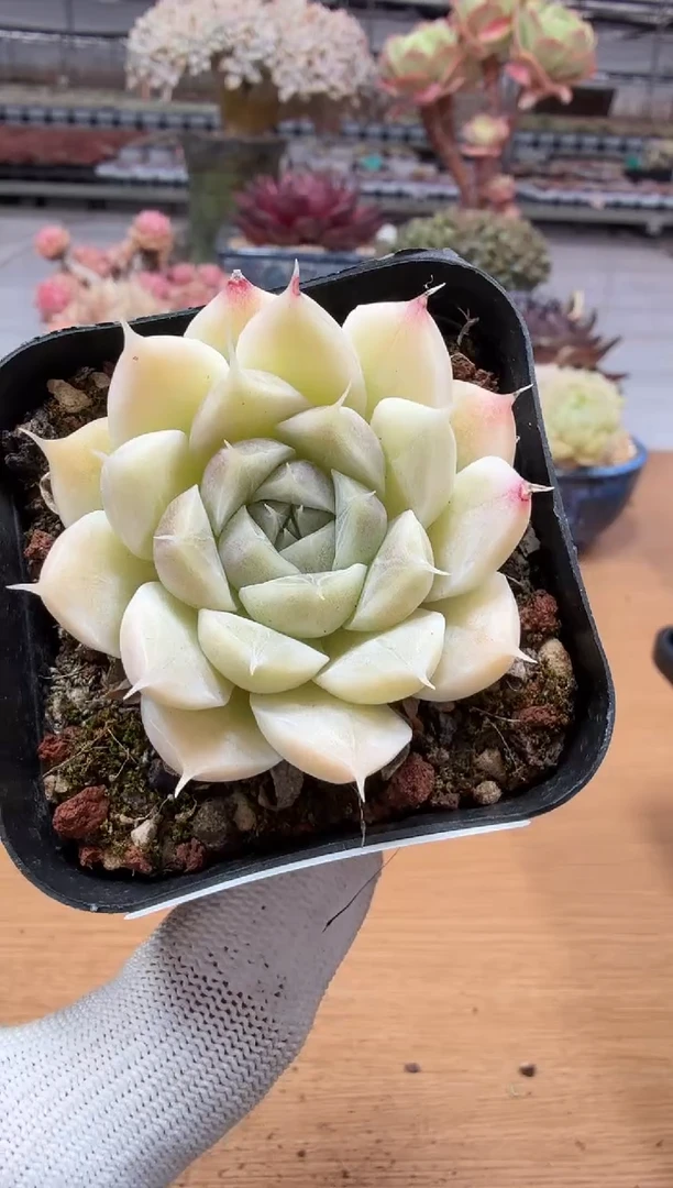 东云多肉园二店-190