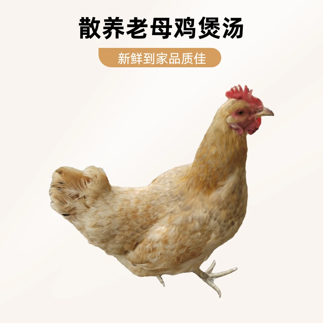 散养跑山老母鸡煲汤生鲜宰好去毛去内脏新鲜到家鸡蛋组合装