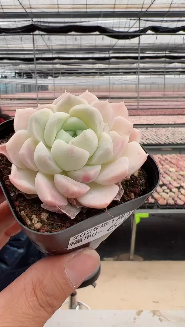 【闪购商品】福利款多肉-64