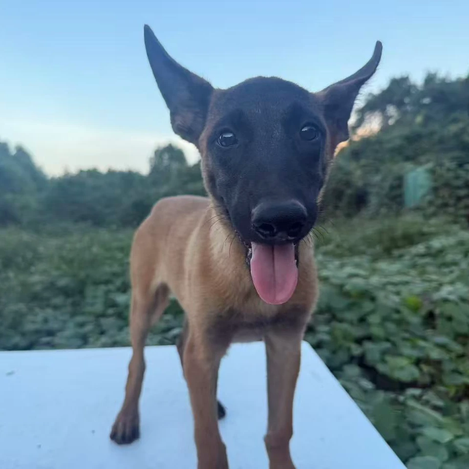 （廖哥家）T狗狗活体