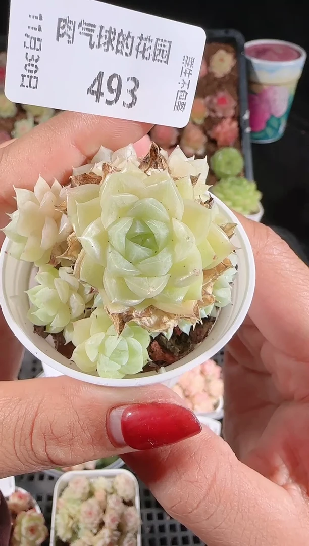 1130-493多肉群生不包整