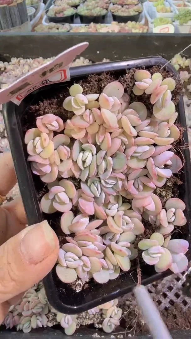 奶茶切糕1盒 量拍多肉植物
