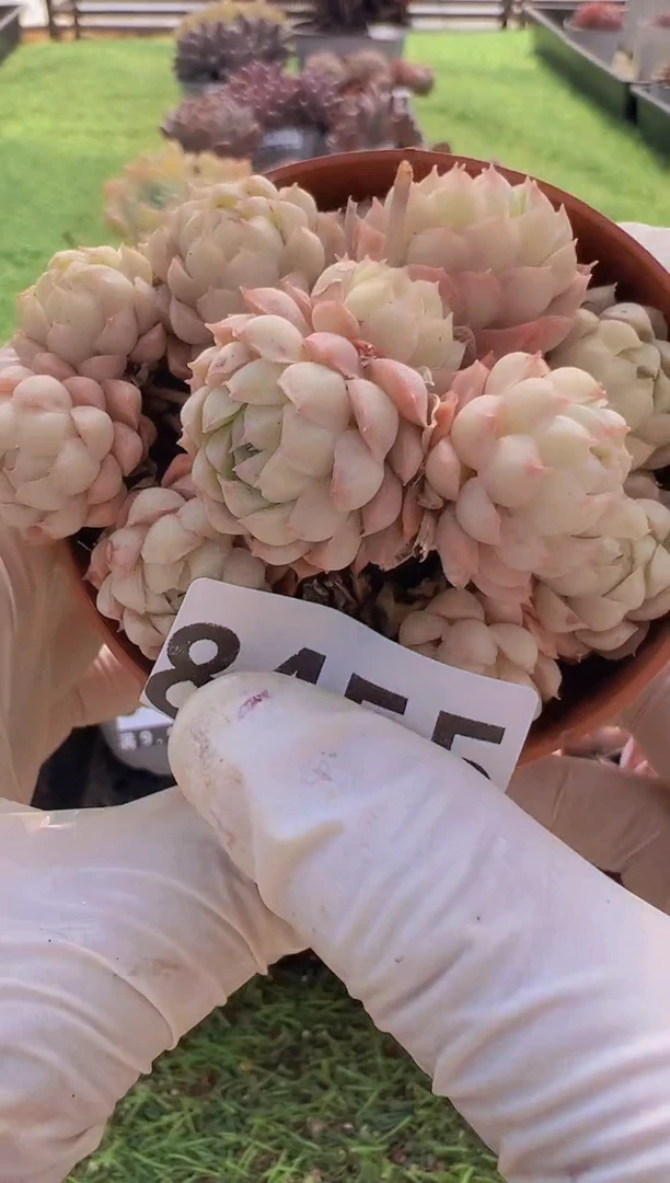 【闪购商品】信福多肉一物一拍