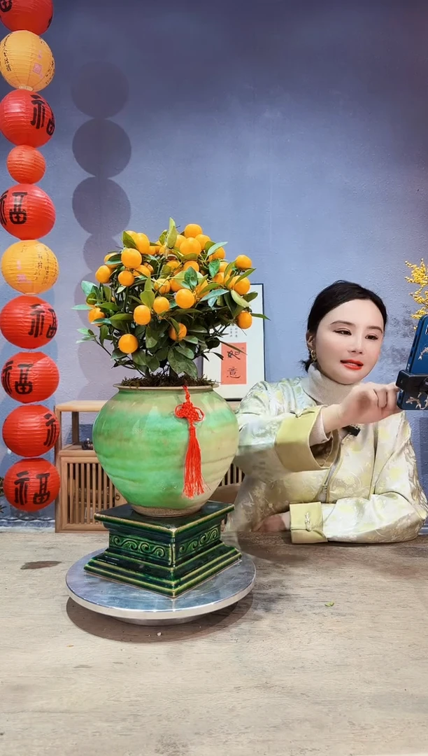 【闪购商品】盆景年桔 011