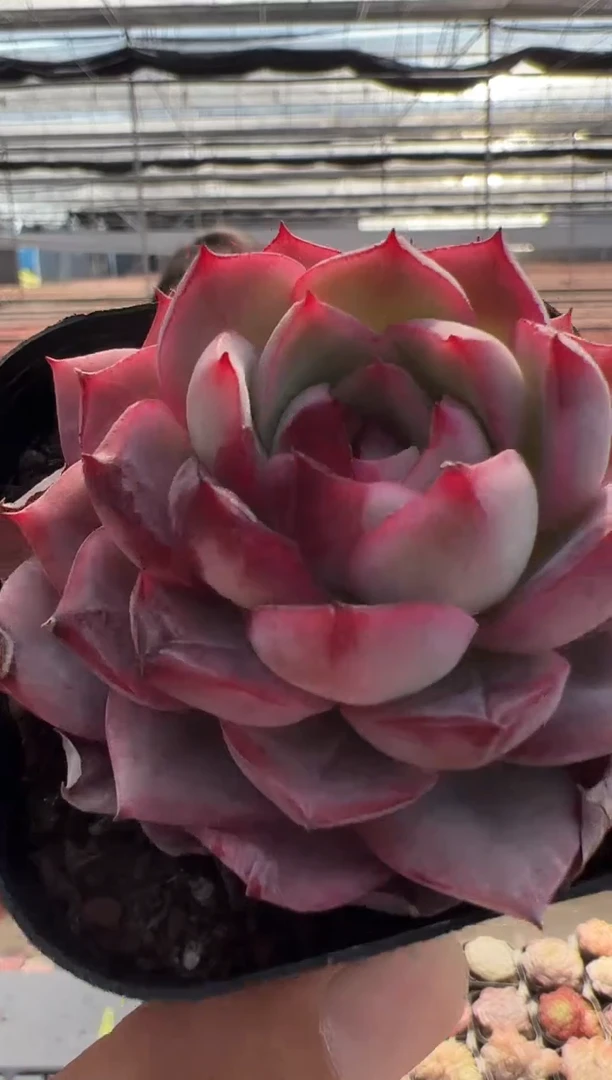 【闪购商品】新品多肉-59