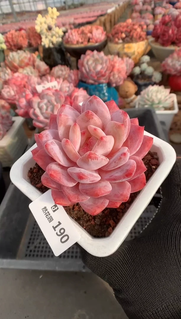 190雪天使多肉植物一物一拍