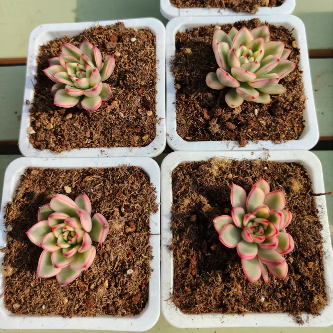 阿斯娜锦4cm起，锦上园艺量拍