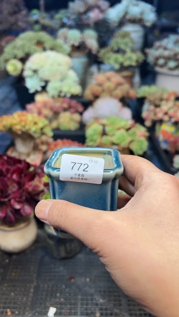 王****y772         花盆
