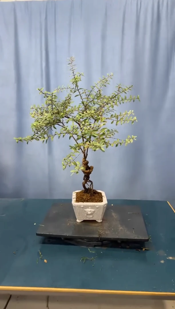 【闪购商品】盆景石榴