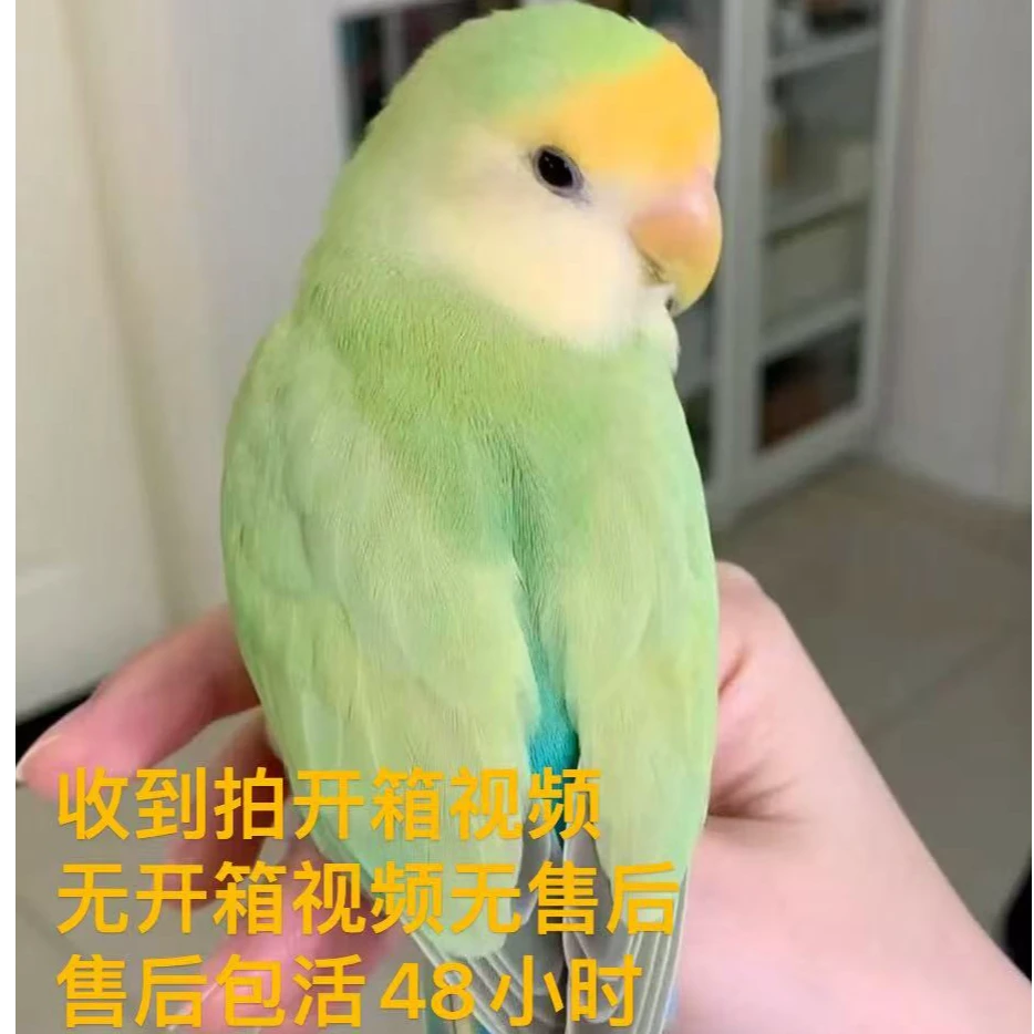 手养鹦鹉活体半毛幼鸟（直播链接，一物一拍）