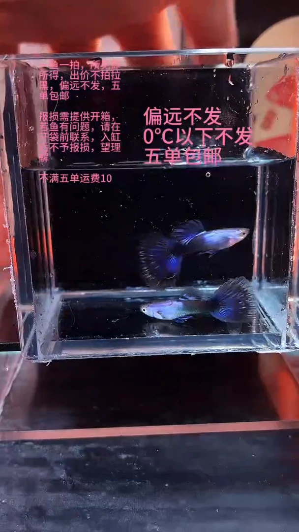 孔雀鱼孔雀鱼 05