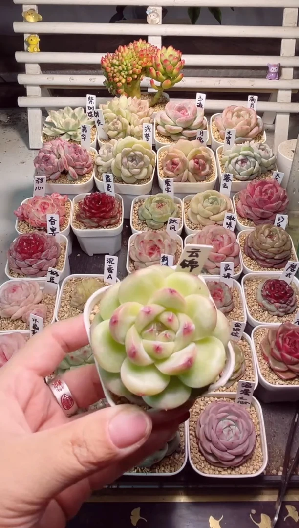 【闪购商品】177云锦一物一拍