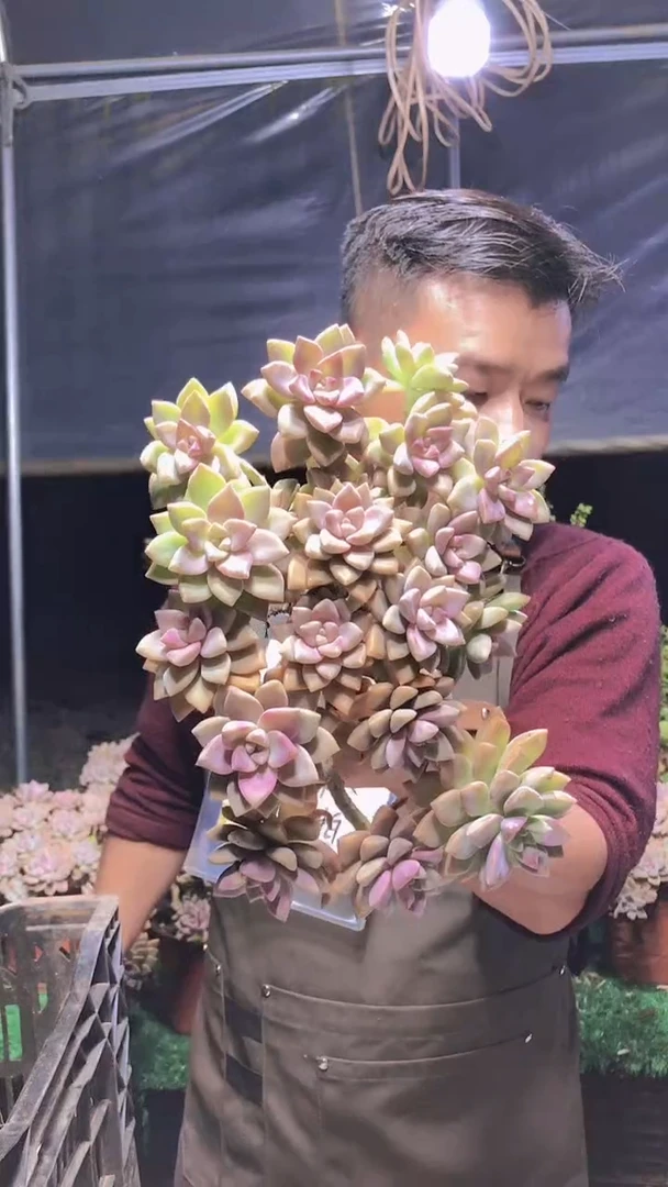 186淡雪缀化一物一拍