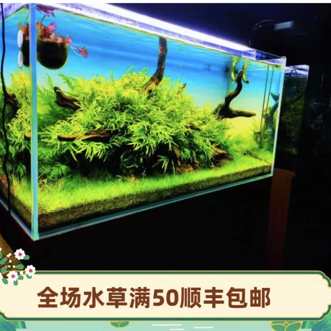 叉叶铁皇冠水草/三叉铁皇冠/水草造景活体水中叶植物