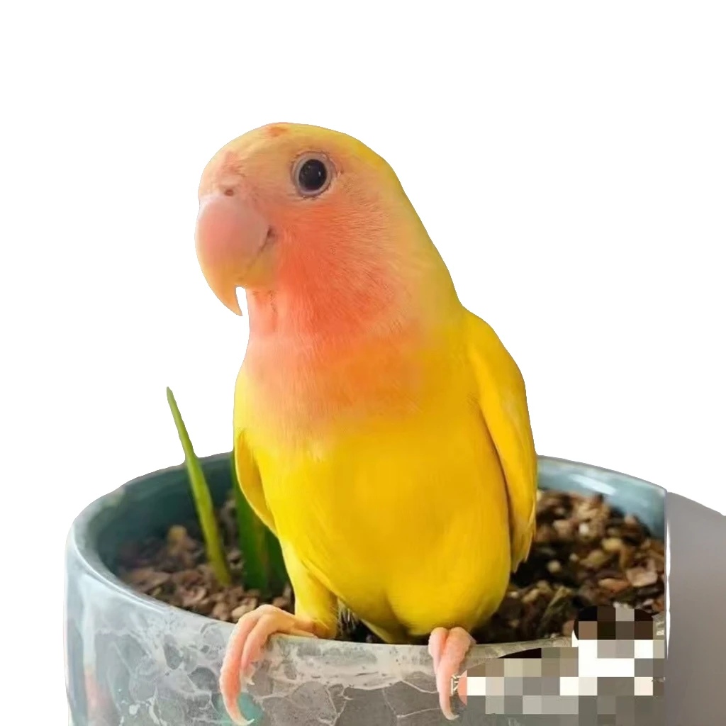 鸟笼牡丹鹦鹉yw