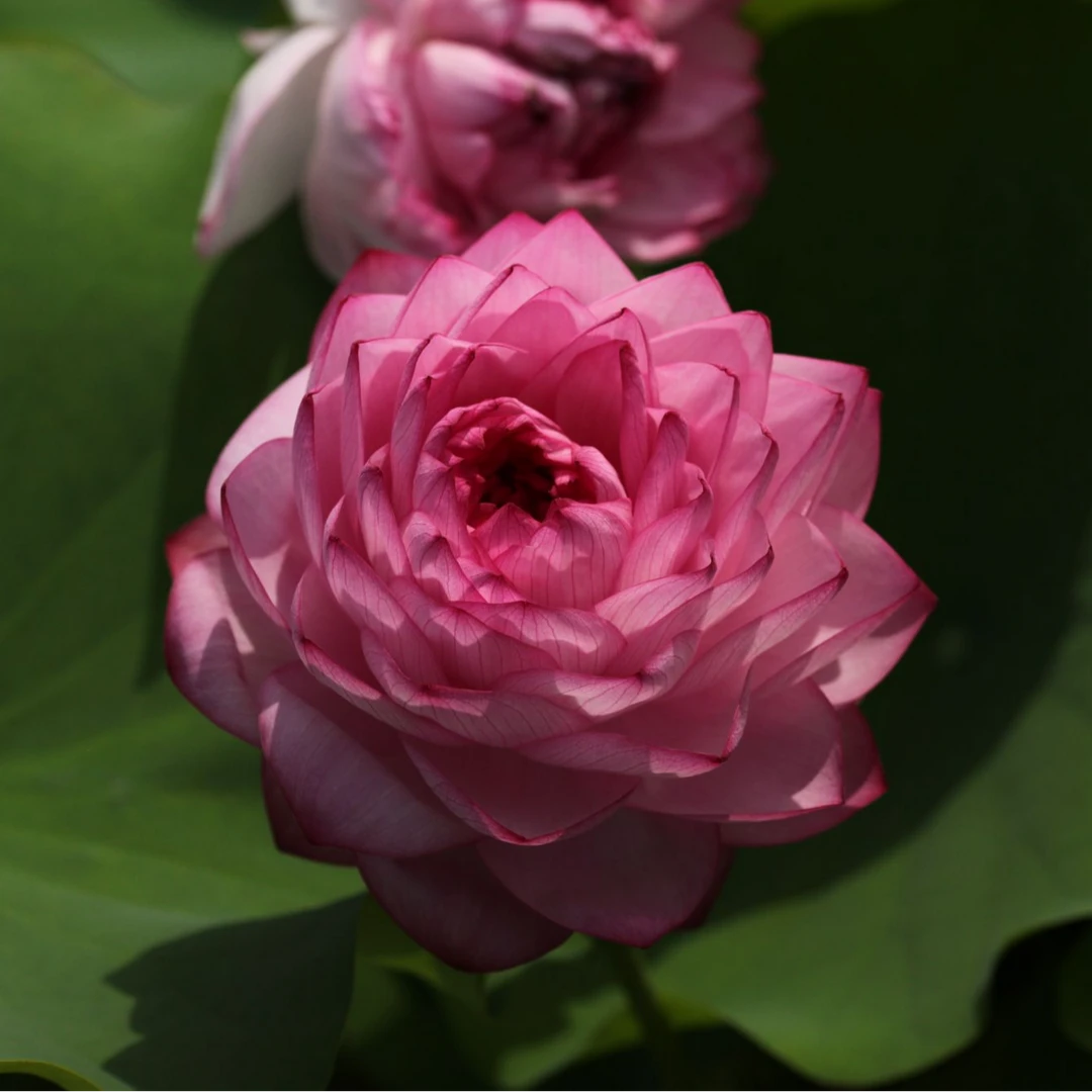 宜良千瓣 大型粉色千瓣莲荷花水生花卉绿植园艺庭院【不二的花园】