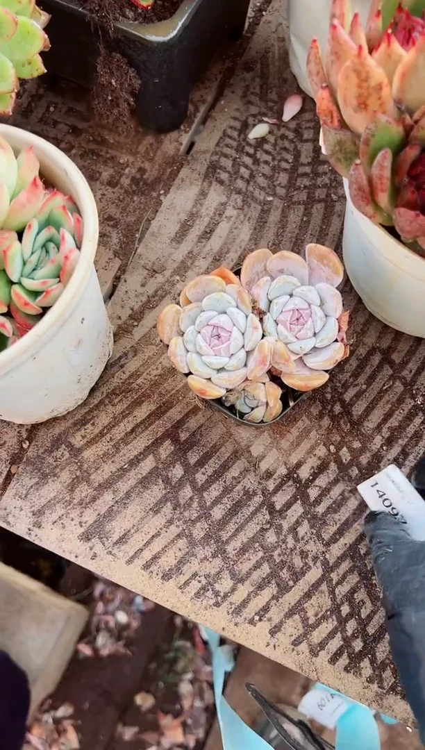 提**苏多肉植物一物一拍14097