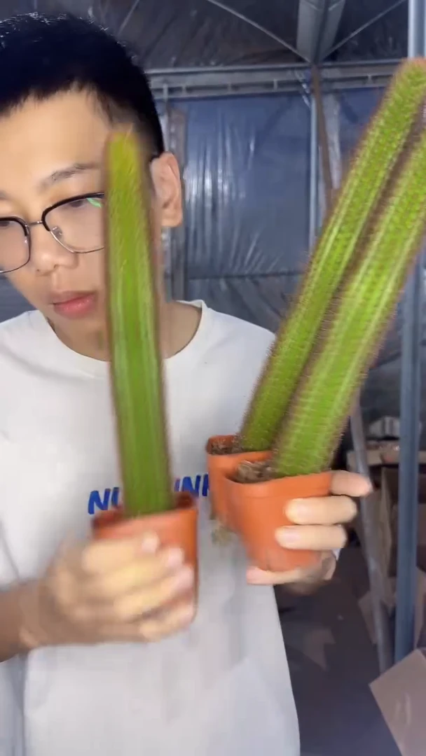 3颗 单头 大本 黄金妞【带根】