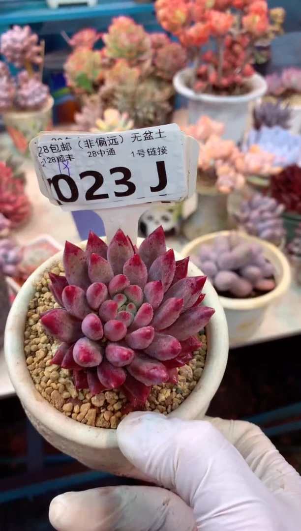 023J（一物一拍，精品多肉，w所见即所得 ）
