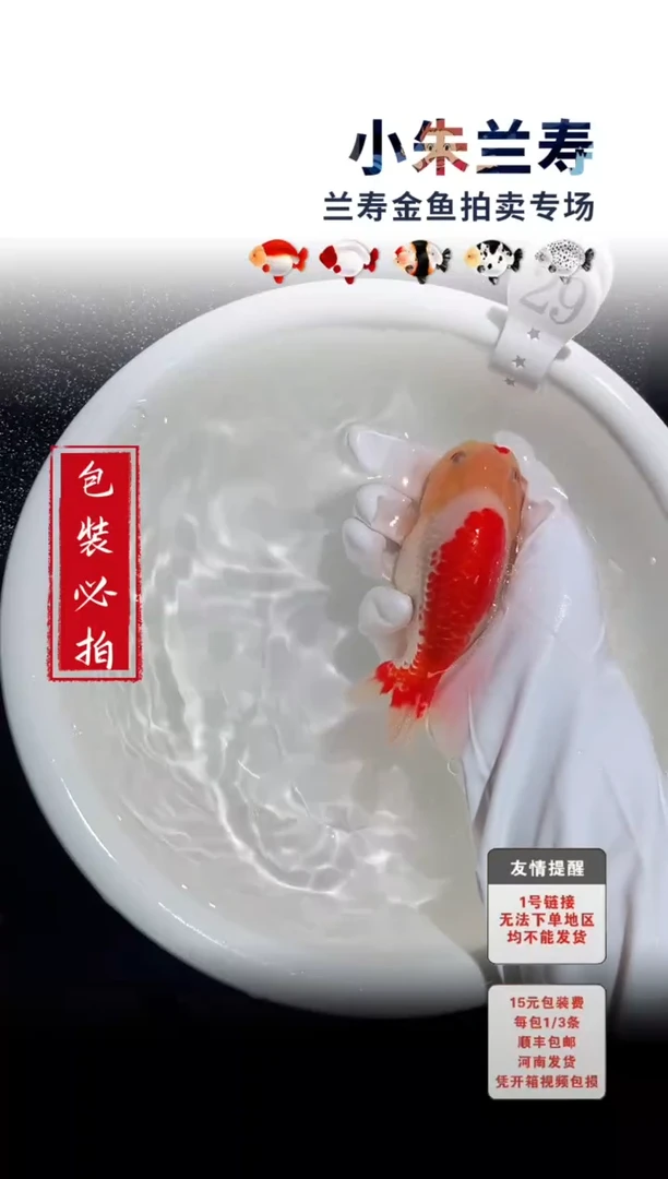 金鱼 包装必拍未拍顺丰到付29号