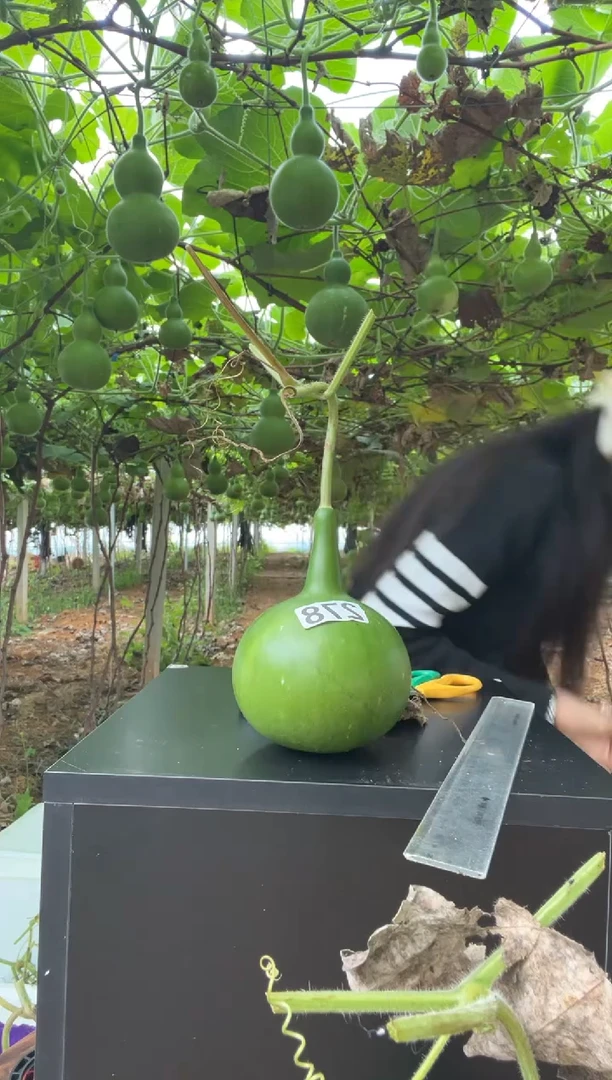 2****星278天然葫芦摆件 一物一拍龙头不保售后