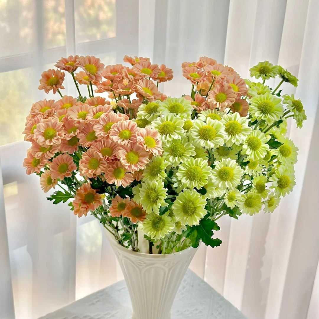 双色各五支双拼小雏菊（包邮）不隔夜 东北鲜切花种植基地现采现发