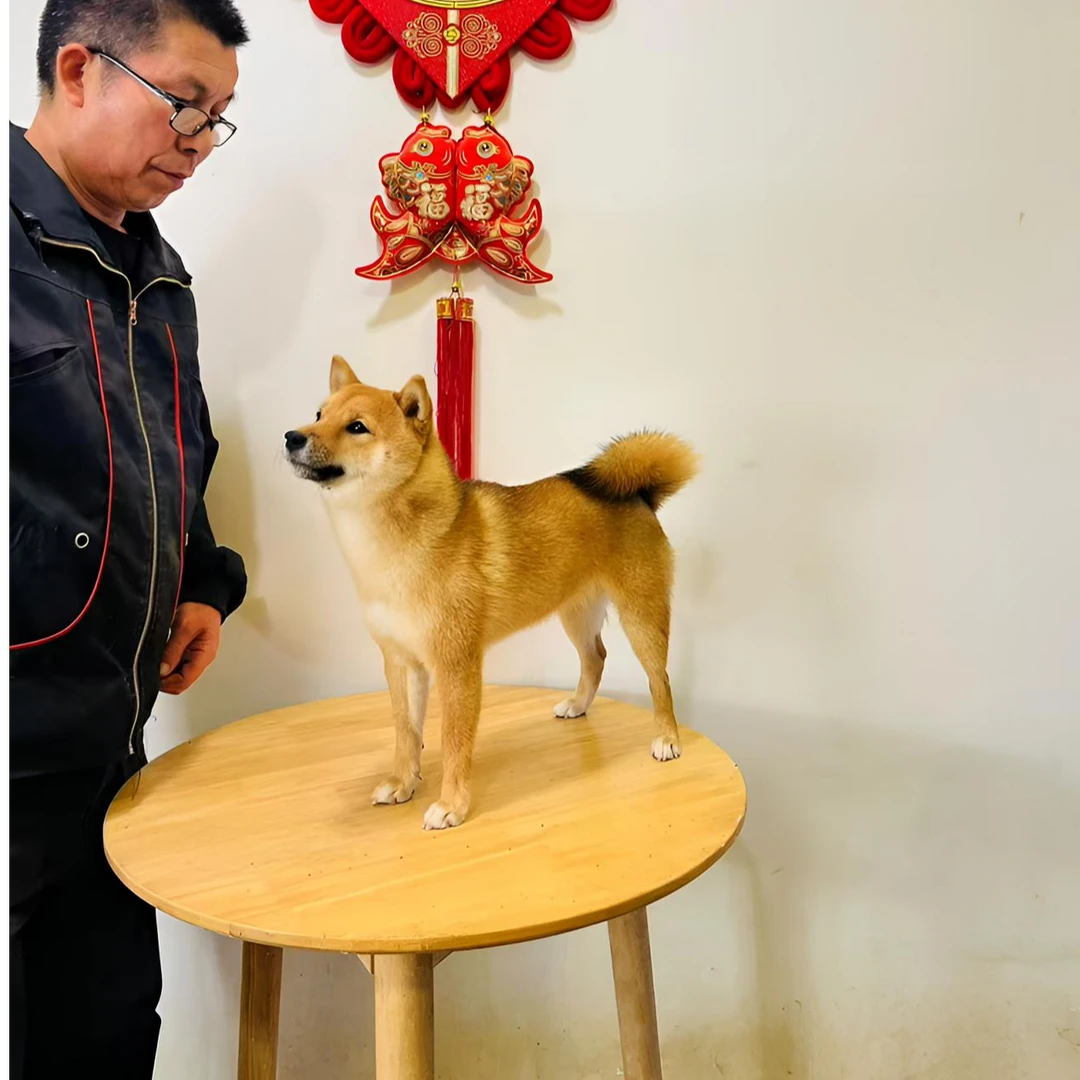 D16豆柴宠物狗小黑豆女儿