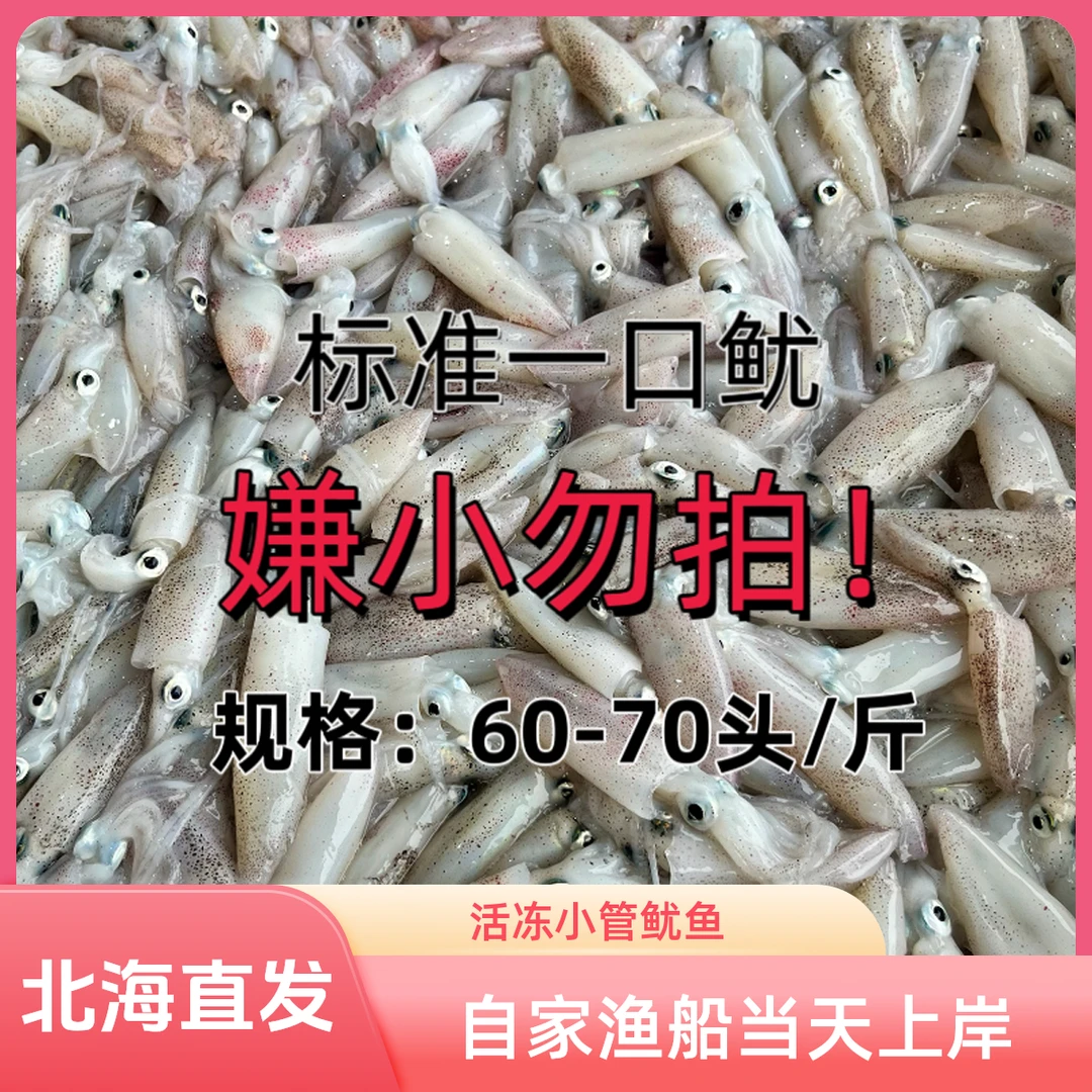 北海新鲜海捕深海野生小鱿鱼一口鱿 子花 子弹头 吹筒仔海兔