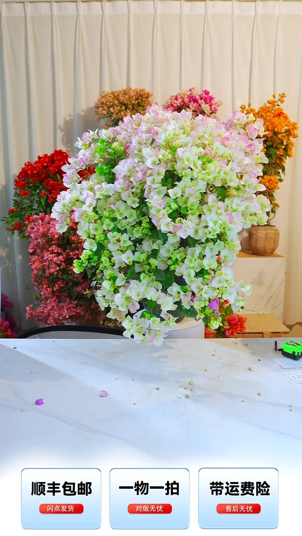 大部分开放少量花苞｛****｝绿樱