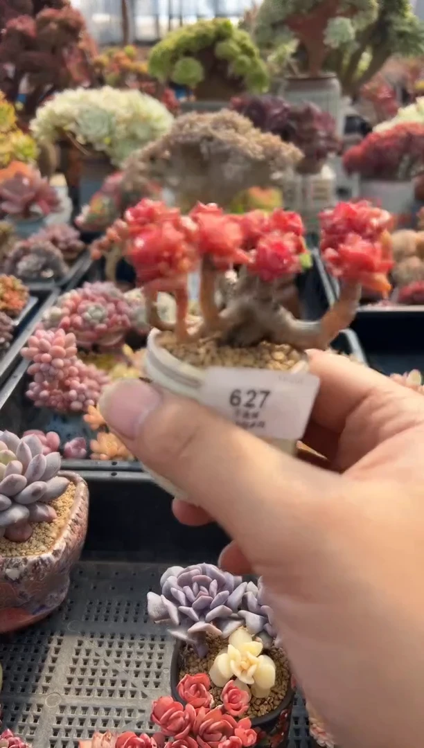 z**-627               不带盆