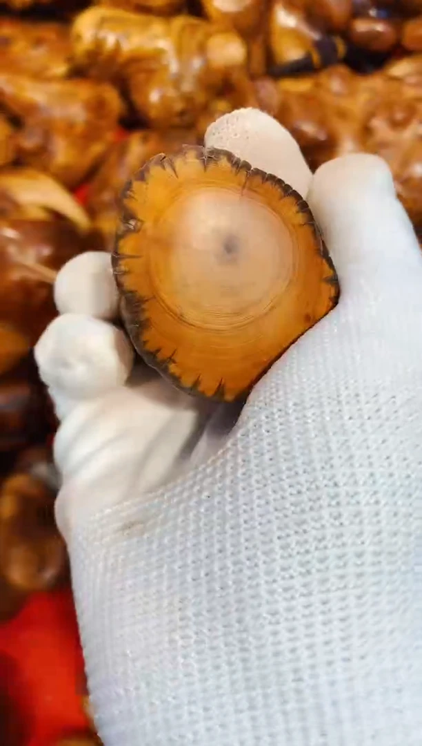 柏木（崖柏）76太行崖柏陈化手把手串